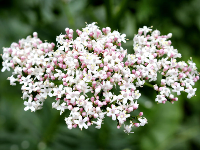 Valeriana: saiba para que serve o chá