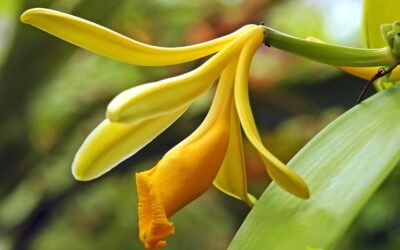 Vanilla planifolia (BAUNILHA; VANILA)