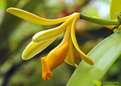 Vanilla planifolia - BAUNILHA