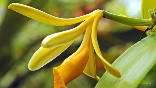 Uma delicada flor da orquídea de baunilha (Vanilla planifolia) em seu breve momento de esplendor. A flor amarelada, com seu labelo em forma de trombeta, permanece aberta por apenas um dia, aguardando a polinização. Este é um registro da beleza efêmera que precede a formação da valiosa fava de baunilha, um processo que exige precisão e timing perfeitos na natureza.
