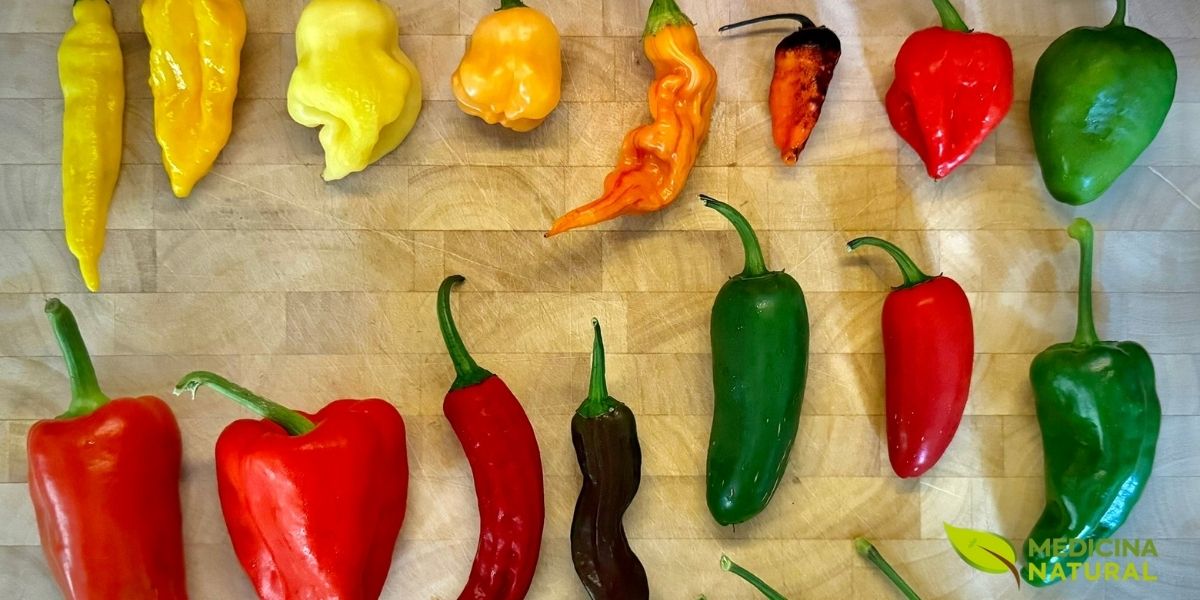 Diferentes variedades de pimentas dispostas em tábua de madeira, incluindo pimentas amarelas, laranjas, vermelhas e verdes, demonstrando a progressão de maturação e a diversidade de capsaicinoides presentes em cada estágio de desenvolvimento. Fonte: Growing Chili Peppers Guide.