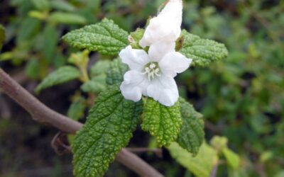 Varronia leucocephala (MOLEQUE-DURO)