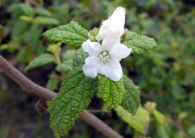 Cordia leucocephala / Varronia leucocephala - BUQUÊ-DE-NOIVA; MOLEQUE-DURO