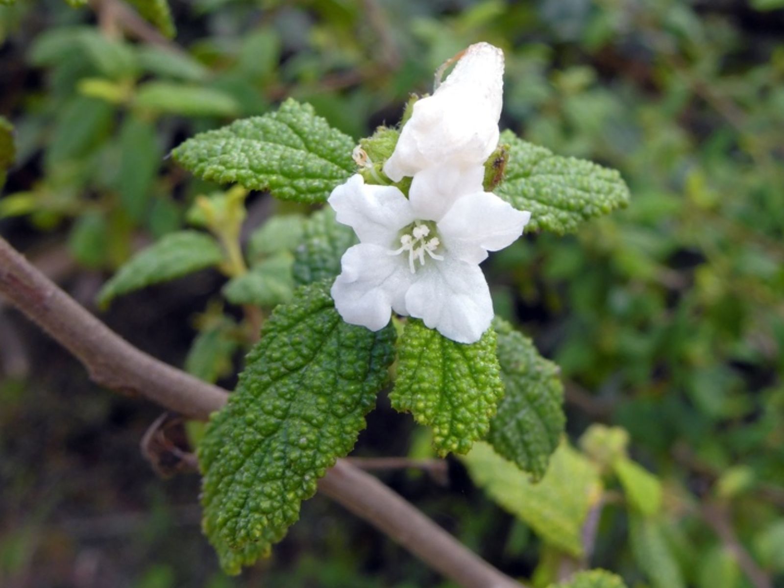 Cordia leucocephala / Varronia leucocephala - BUQUÊ-DE-NOIVA; MOLEQUE-DURO