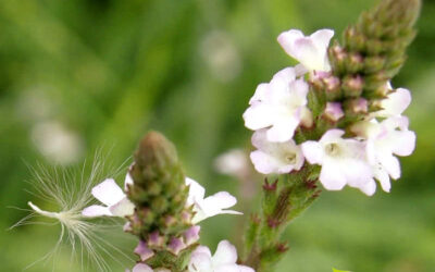 Verbena officinalis: saiba para que serve