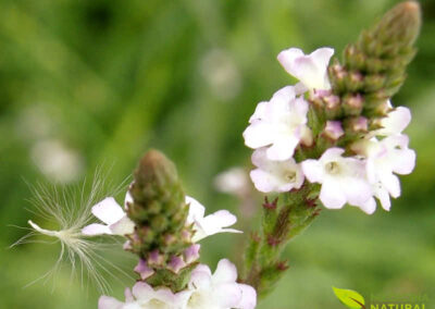 Verbena officinalis