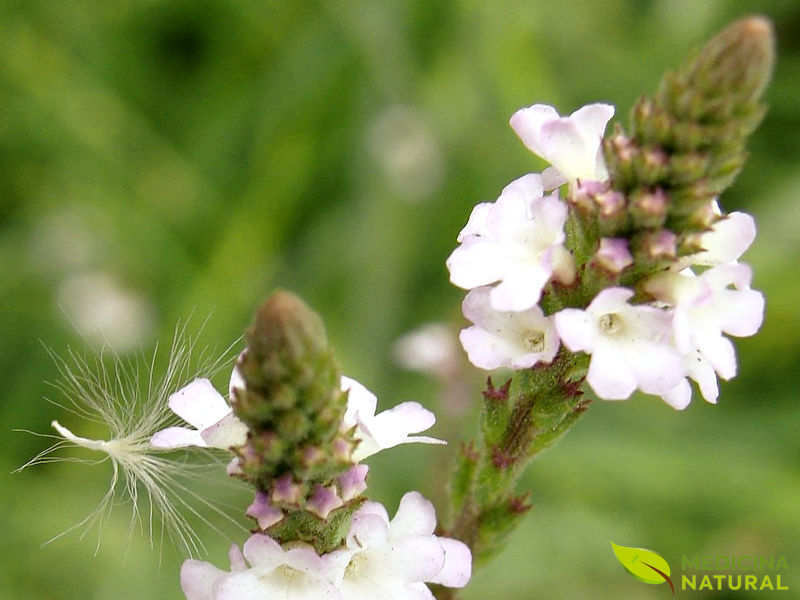 Verbena officinalis