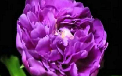 Verônica: saiba para que serve a planta