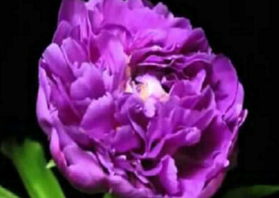 Verônica - Dalbergia subcymosa