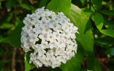 Viburnum prunifolium (VIBURNO)