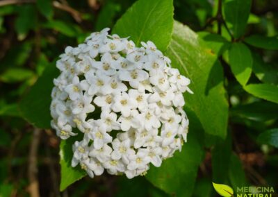 Viburnum prunifolium - VIBURNO