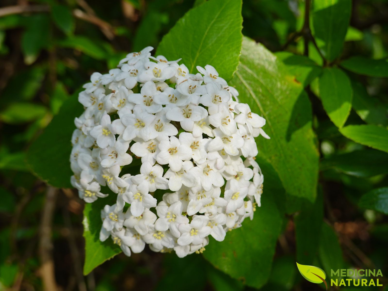 Viburnum prunifolium - VIBURNO