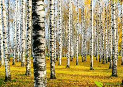 Vidoeiro - Betula alba