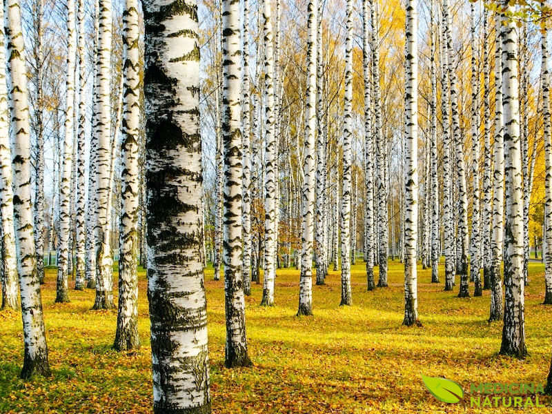 Vidoeiro - Betula alba