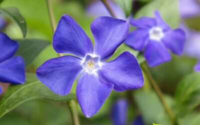 Vinca minor – PERVINCA-MENOR; VINCA-MENOR