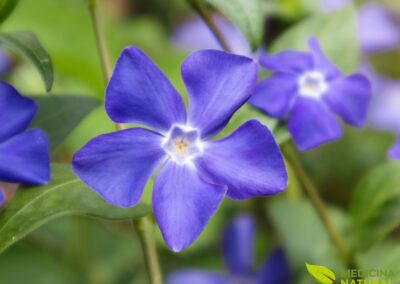 Pervinca-menor (vinca-menor) - Vinca minor