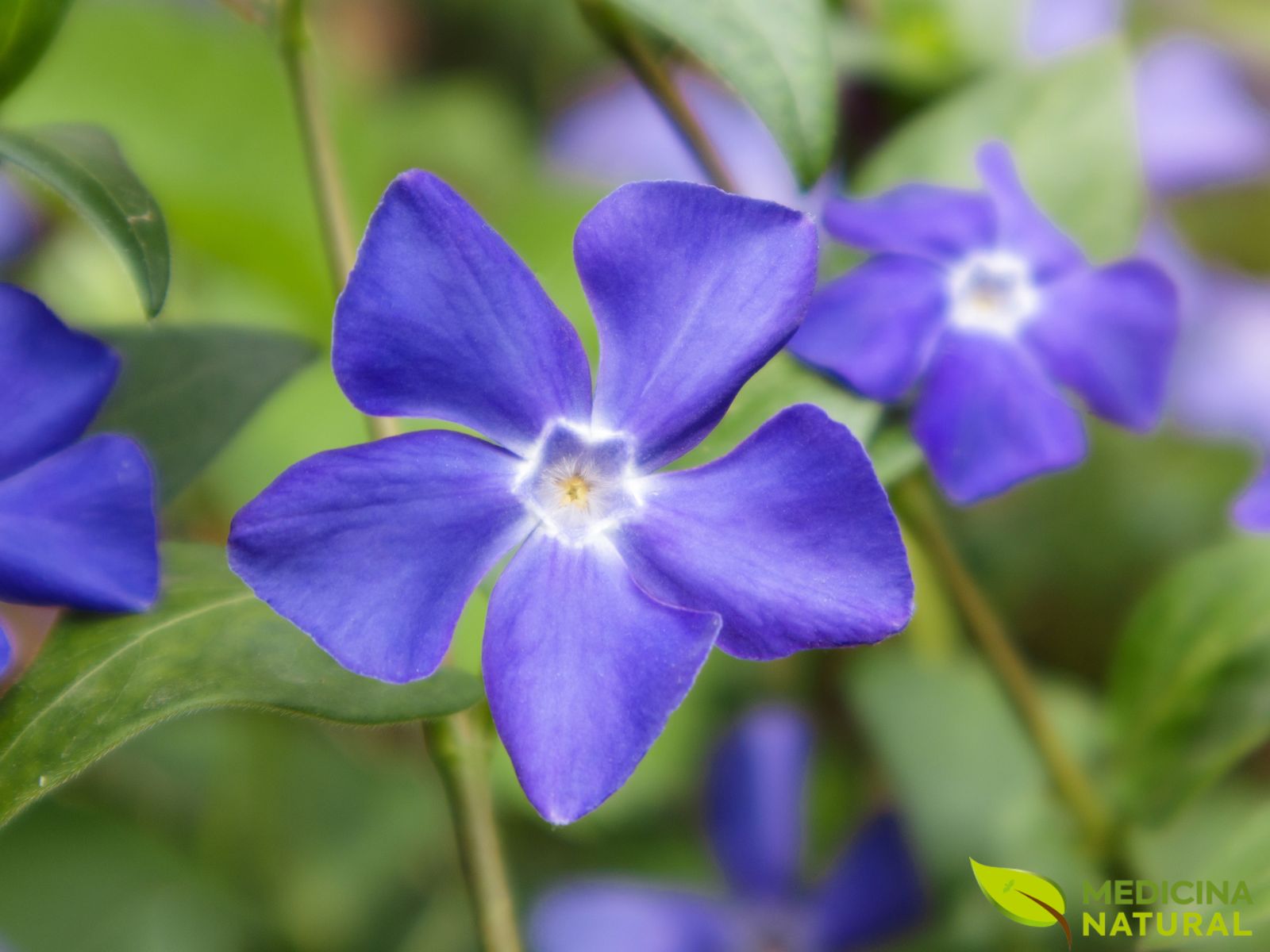 Pervinca-menor (vinca-menor) – Vinca minor Pervinca-menor (vinca-menor) - Vinca minor