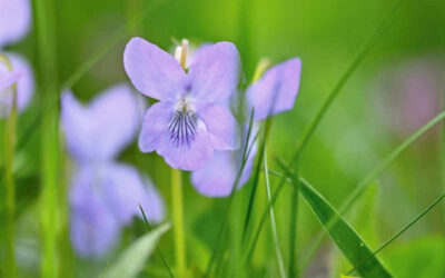 Violeta-doce: saiba para que serve a flor