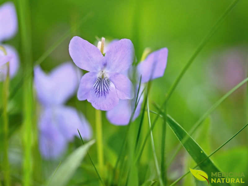 Violeta - Viola odorata