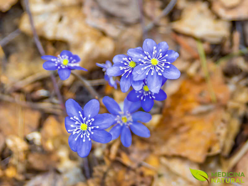 Violetas