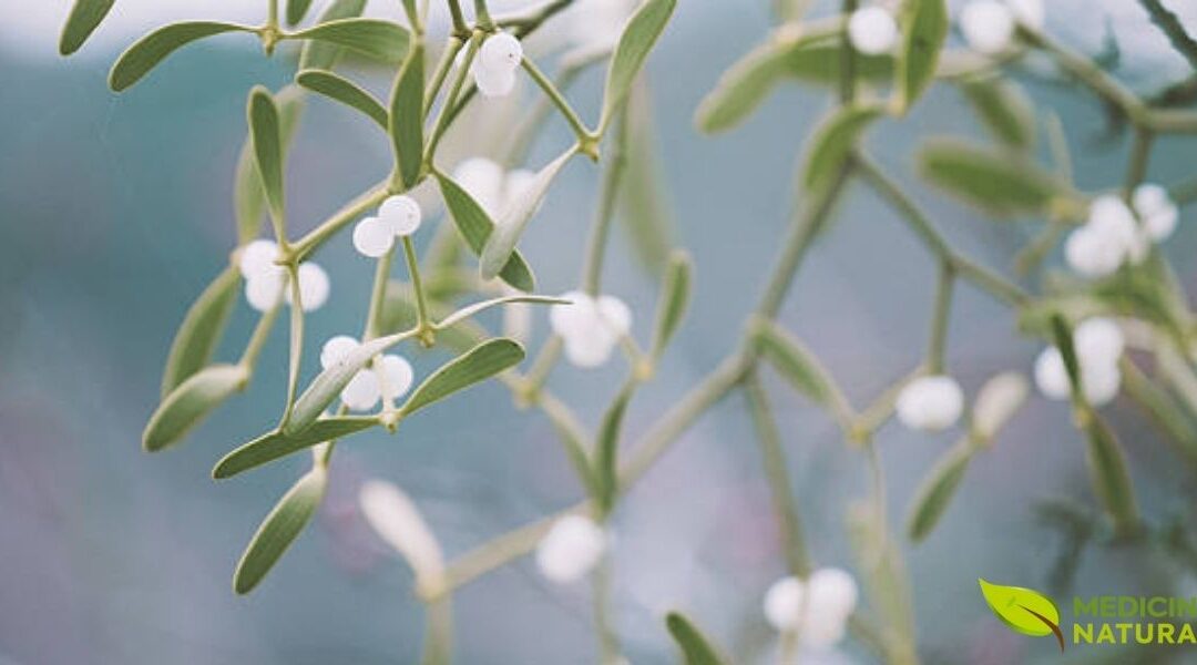 Visco Branco (Viscum album): Para Que Serve e Como Usar?