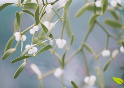 As bagas brancas e translúcidas do Viscum album são sua assinatura visual, especialmente durante o inverno. Cada baga contém uma ou mais sementes envoltas em uma polpa extremamente pegajosa, rica em viscina. Essa substância adesiva é crucial para a dispersão da planta: quando os pássaros comem as bagas, as sementes grudam em seus bicos ou são excretadas nos galhos de outras árvores, garantindo a propagação da espécie. Embora tóxicas para humanos em grandes quantidades, as bagas são uma fonte de alimento vital para muitas aves durante os meses frios e são um componente importante nos extratos medicinais da planta.