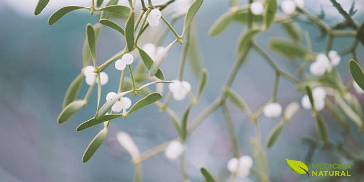 As bagas brancas e translúcidas do Viscum album são sua assinatura visual, especialmente durante o inverno. Cada baga contém uma ou mais sementes envoltas em uma polpa extremamente pegajosa, rica em viscina. Essa substância adesiva é crucial para a dispersão da planta: quando os pássaros comem as bagas, as sementes grudam em seus bicos ou são excretadas nos galhos de outras árvores, garantindo a propagação da espécie. Embora tóxicas para humanos em grandes quantidades, as bagas são uma fonte de alimento vital para muitas aves durante os meses frios e são um componente importante nos extratos medicinais da planta.