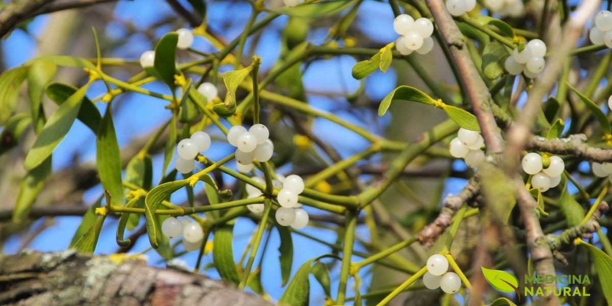 As folhas e ramos jovens do Viscum album são colhidos e secos para serem usados em diversas preparações medicinais, como chás, tinturas e extratos padronizados. O processo de secagem concentra os compostos bioativos, como flavonoides e ácidos fenólicos, potencializando suas propriedades terapêuticas. É crucial que a colheita e o processamento sejam feitos corretamente para garantir a eficácia e a segurança do produto final, já que a concentração de lectinas e viscotoxinas pode variar significativamente dependendo da época do ano e da árvore hospedeira.