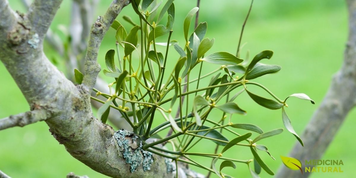 O Viscum album, conhecido como visco-branco, é uma planta hemiparasita que cresce nos galhos de diversas árvores hospedeiras, como macieiras, choupos e pinheiros. Esta imagem mostra sua forma característica de arbusto esférico, com folhas perenes e coriáceas. A planta realiza sua própria fotossíntese, mas depende da árvore hospedeira para obter água e sais minerais, uma relação simbiótica complexa que influencia diretamente sua composição fitoquímica e, consequentemente, suas propriedades medicinais. Suas bagas brancas e translúcidas, que amadurecem no inverno, são uma característica marcante e contêm uma substância pegajosa chamada viscina, essencial para sua dispersão por pássaros.