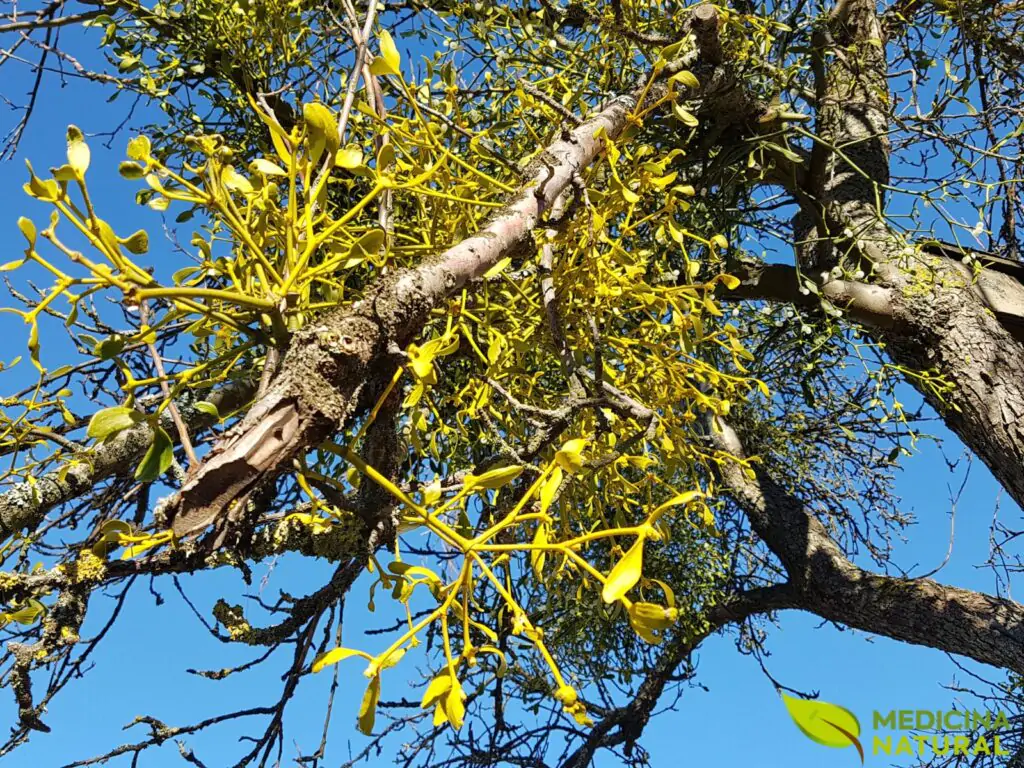 Viscum album - VISCO-BRANCO; VISCO-EUROPEU; MISTLETOE