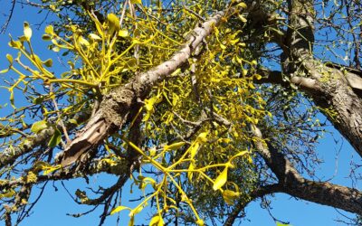 Viscum album – VISCO-BRANCO; VISCO-EUROPEU; MISTLETOE