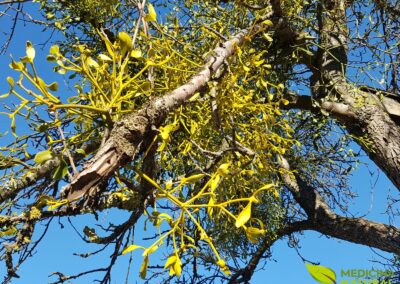 Viscum album - VISCO-BRANCO; VISCO-EUROPEU; MISTLETOE
