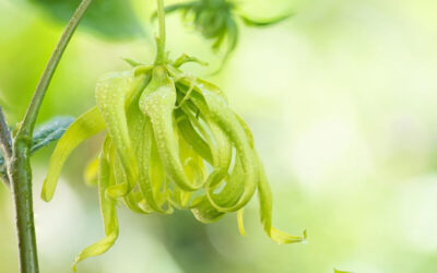 Ylang ylang: saiba para que serve o aroma