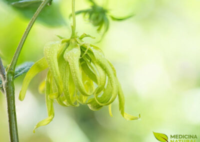 Ylang ylang - Cananga odorata