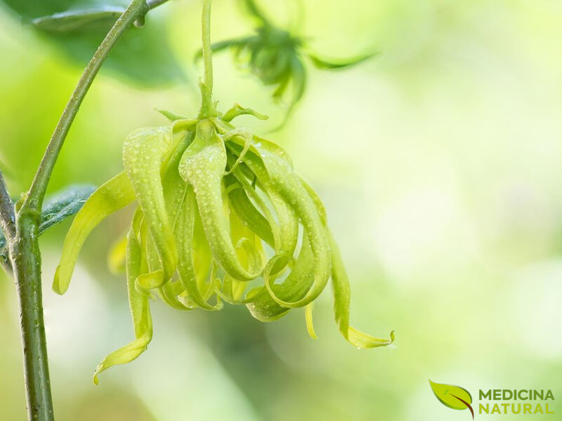 Ylang ylang - Cananga odorata