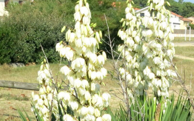 Iuca-mansa: saiba para que serve a planta