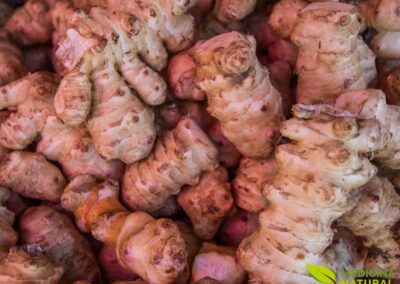 Zingiber officinale - GENGIBRE