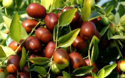 Jujuba: saiba para que serve a fruta