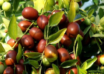 Tâmara-Vermelha (Jujuba) - Ziziphus jujuba